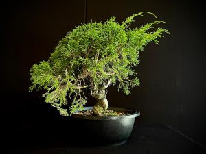 25I-62065 JUNIPERUS CHINENSIS ITOIWAGA