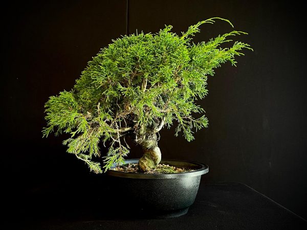 25I-62065 JUNIPERUS CHINENSIS ITOIWAGA