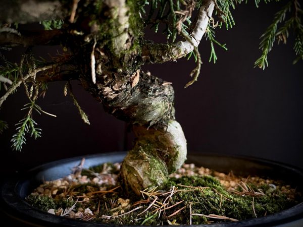 25I-62065 JUNIPERUS CHINENSIS ITOIWAGA