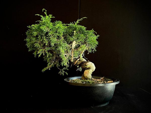 25I-62065 JUNIPERUS CHINENSIS ITOIWAGA