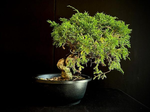 25I-62065 JUNIPERUS CHINENSIS ITOIWAGA