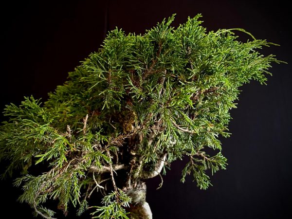 25I-62065 JUNIPERUS CHINENSIS ITOIWAGA