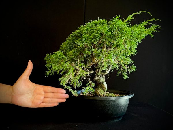 25I-62065 JUNIPERUS CHINENSIS ITOIWAGA