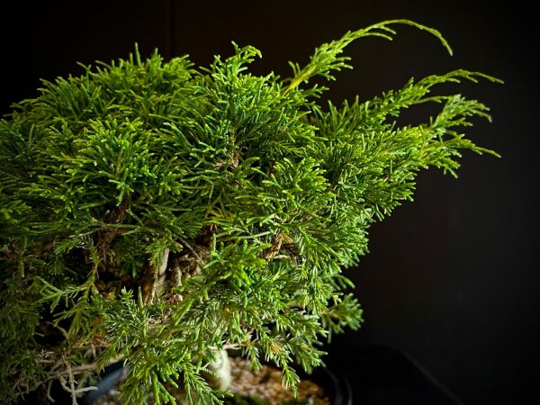 25I-62065 JUNIPERUS CHINENSIS ITOIWAGA