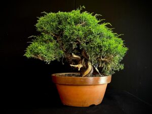 25I-62066 JUNIPERUS CHINENSIS ITOIWAGA