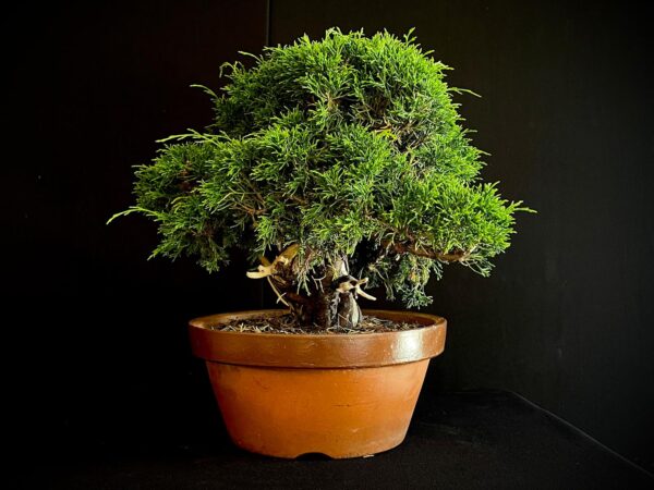 25I-62066 JUNIPERUS CHINENSIS ITOIWAGA
