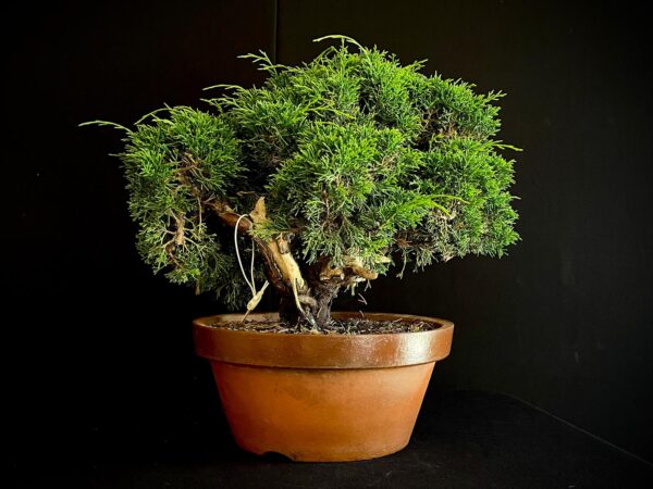 25I-62066 JUNIPERUS CHINENSIS ITOIWAGA