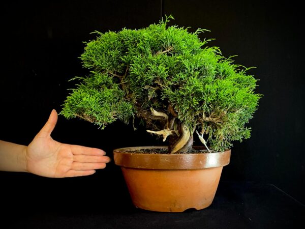 25I-62066 JUNIPERUS CHINENSIS ITOIWAGA