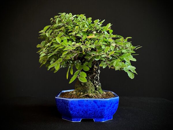 62082 ZELKOVA NIRE