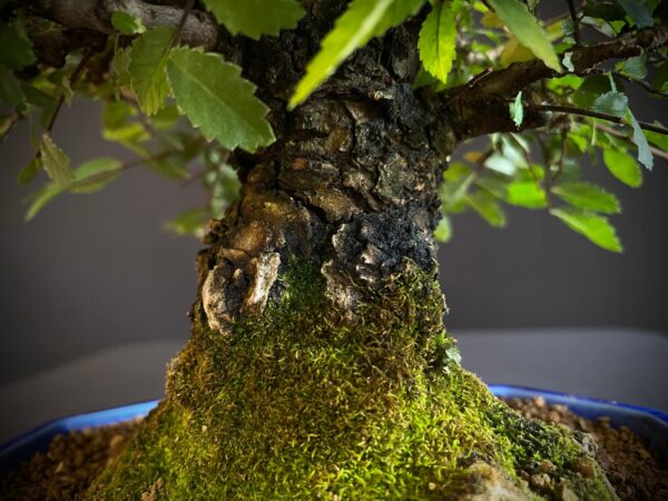 62082 ZELKOVA NIRE
