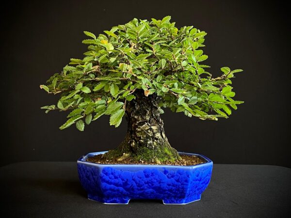 62082 ZELKOVA NIRE