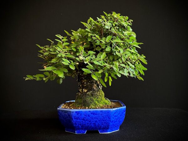 62082 ZELKOVA NIRE