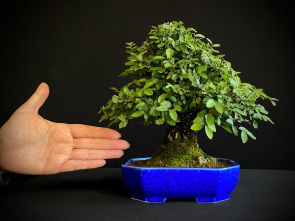 62082 ZELKOVA NIRE