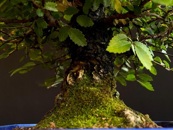 62082 ZELKOVA NIRE