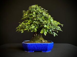 62082 ZELKOVA NIRE