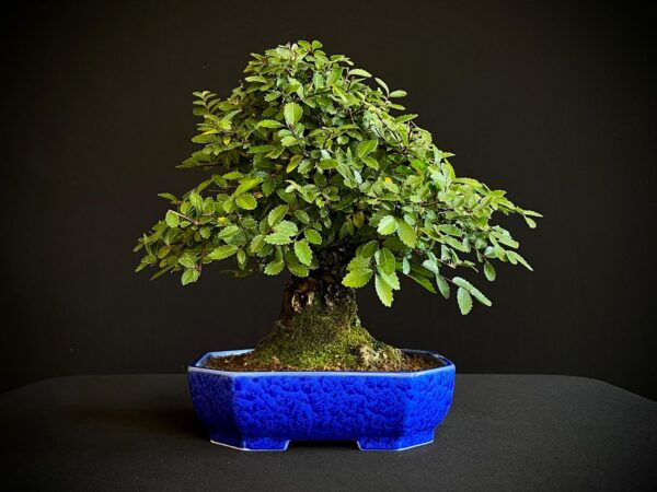 62082 ZELKOVA NIRE