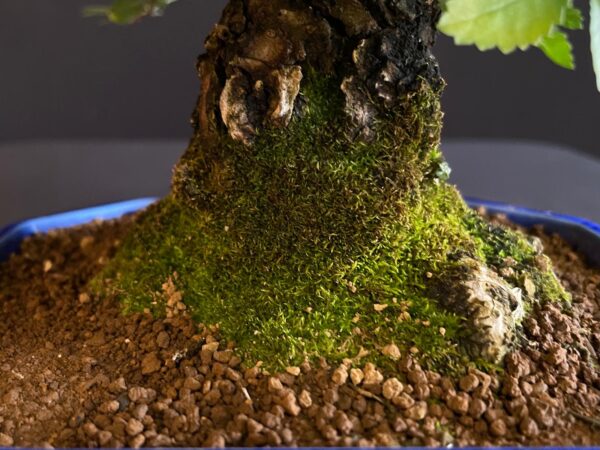62082 ZELKOVA NIRE