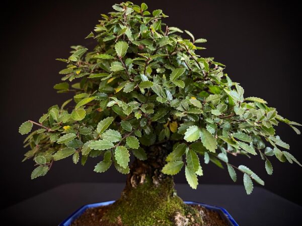 62082 ZELKOVA NIRE