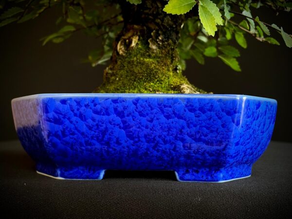 62082 ZELKOVA NIRE