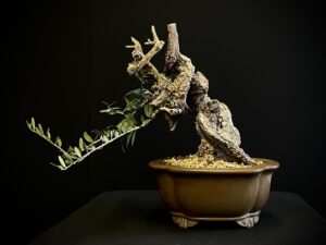 62084 OLEA SYLVESTRIS (1)