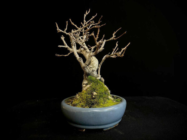62095 CELASTRUS (Hembra)