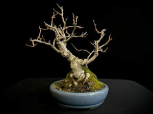 62095 CELASTRUS (Hembra)