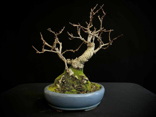 62095 CELASTRUS (Hembra)