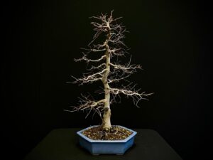 62101 ZELKOVA SERRATA