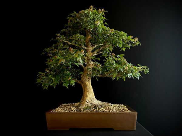 62103 ACER BUERGERIANUM