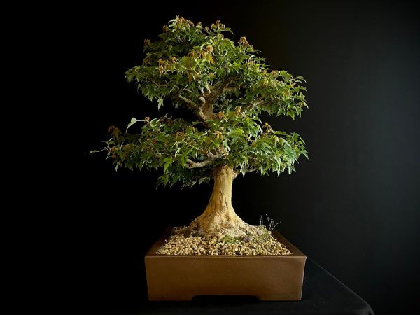 62103 ACER BUERGERIANUM