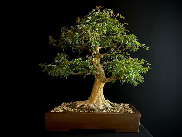 62103 ACER BUERGERIANUM