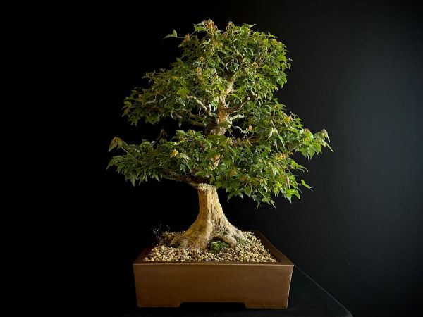 62103 ACER BUERGERIANUM