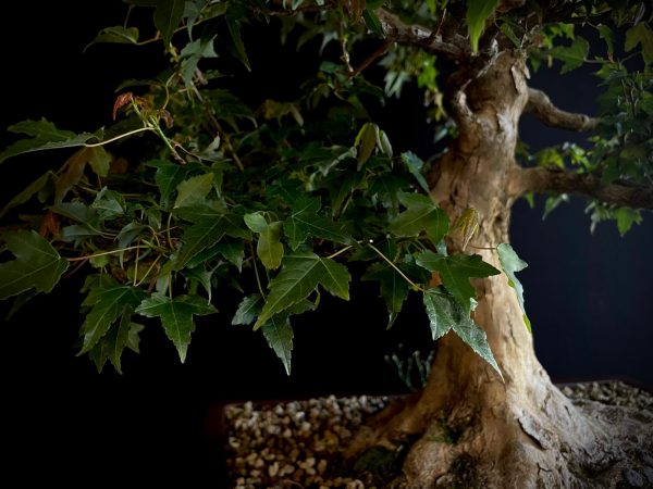 62103 ACER BUERGERIANUM