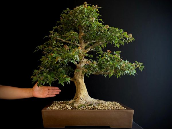 62103 ACER BUERGERIANUM