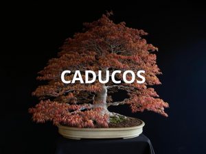 Caducos