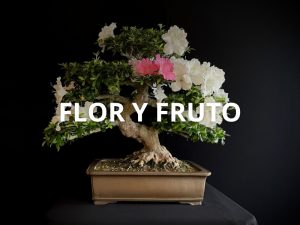 Bonsái de Flor y Fruto