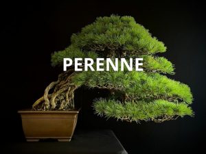 Perennes