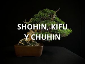 Shohin, Kifu y Chuhin