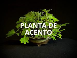 Plantas de acento