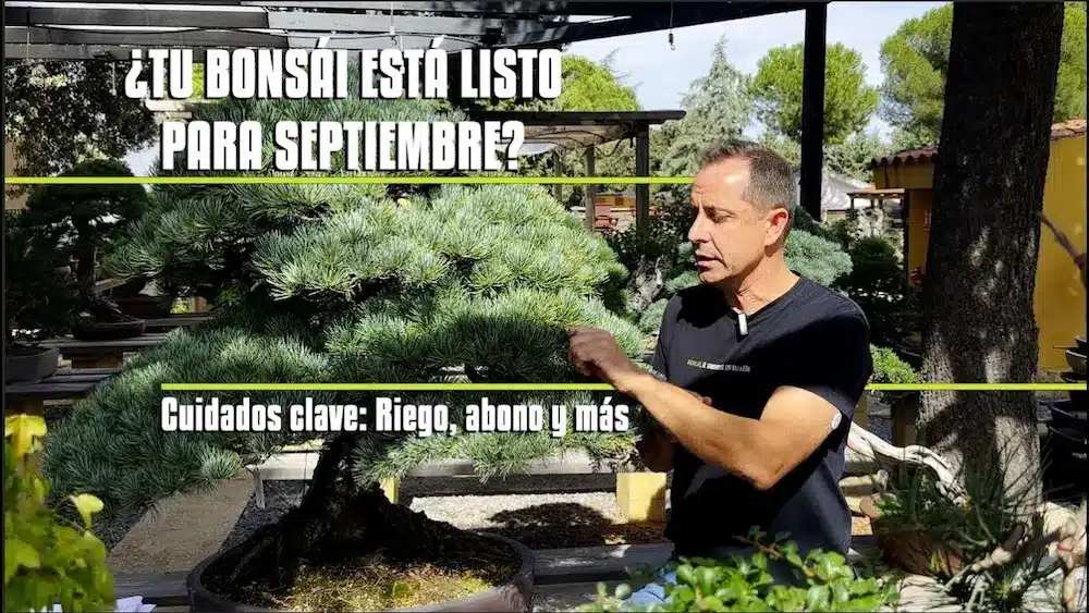 Cuidados bonsais en septiembre