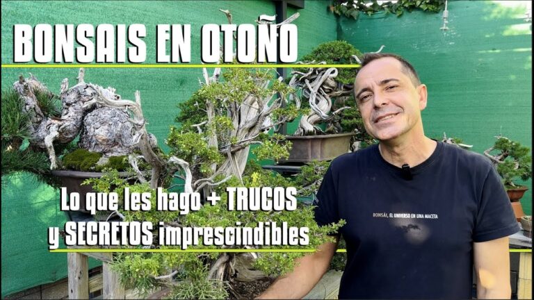 Cuidados del bonsai en otoño