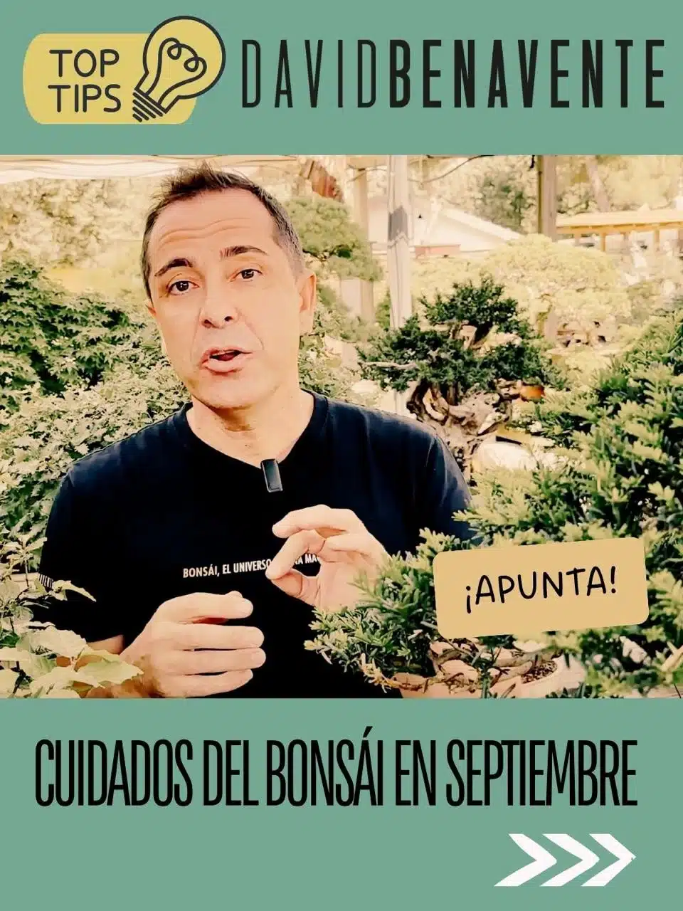 Tips para el cuidado del bonsái en septiembre