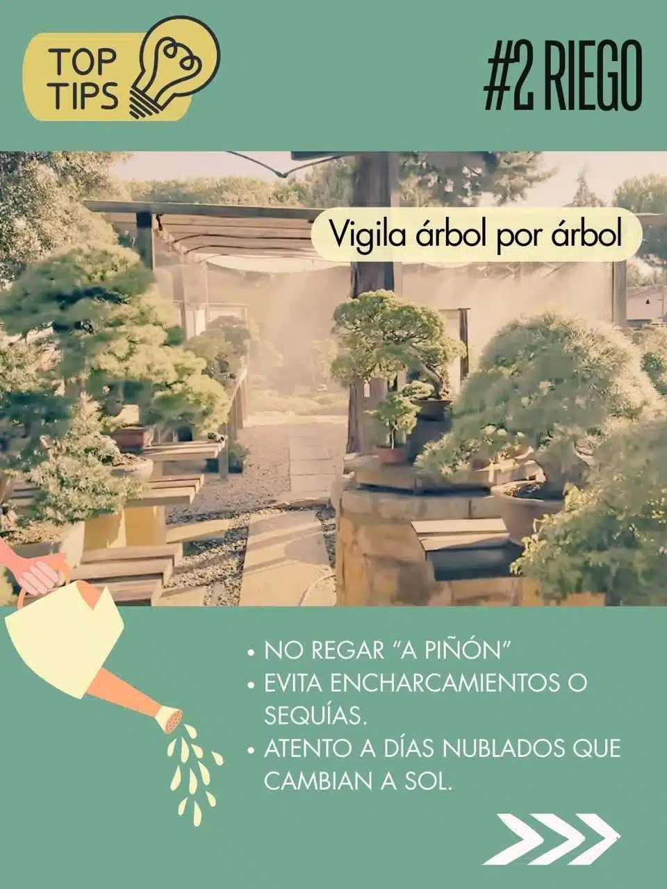 Tips de David Benavente para el cuidado del bonsái en septiembre : Riego
