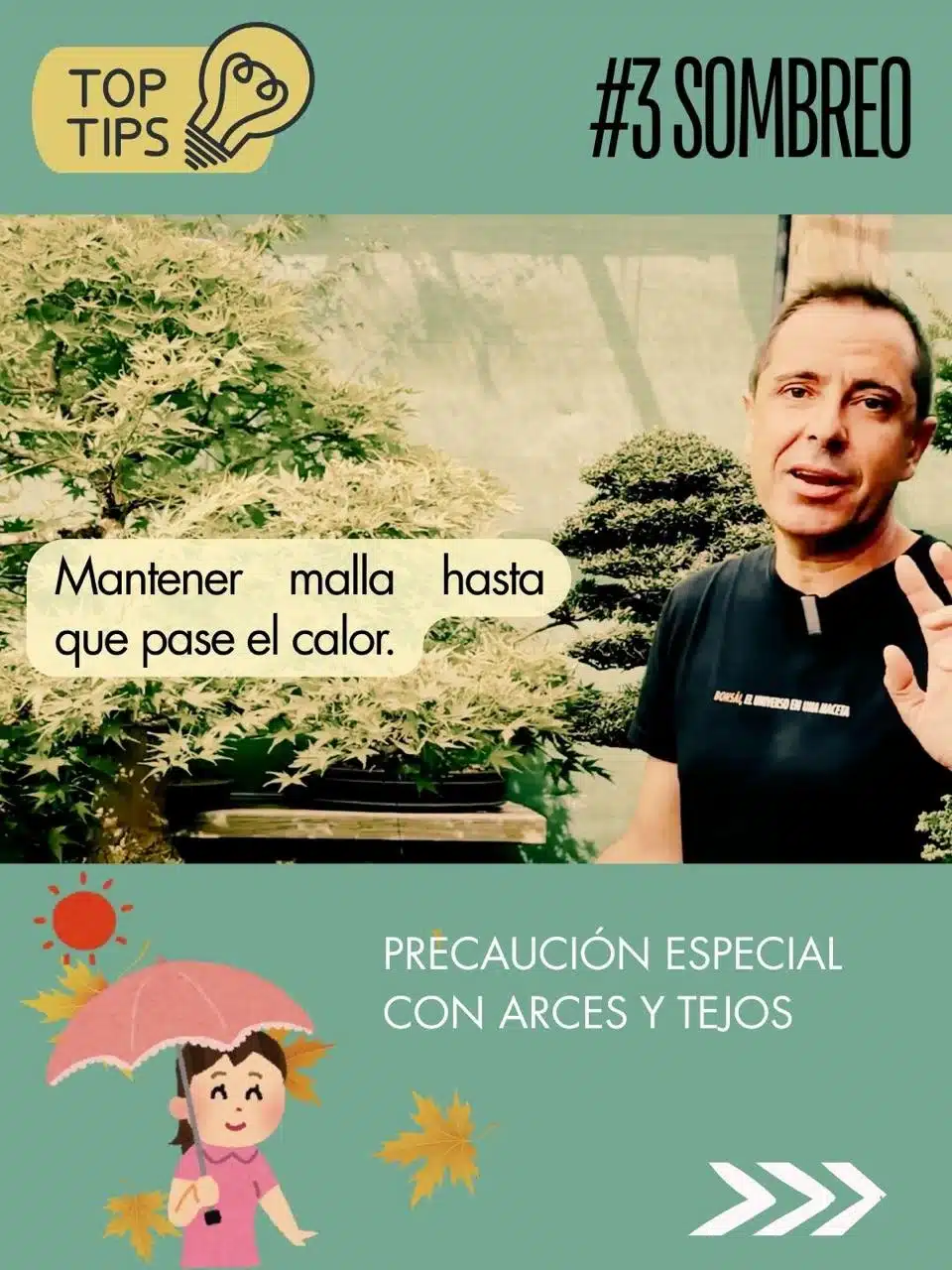 Tips de David Benavente para el cuidado del bonsái en septiembre : Sombreo