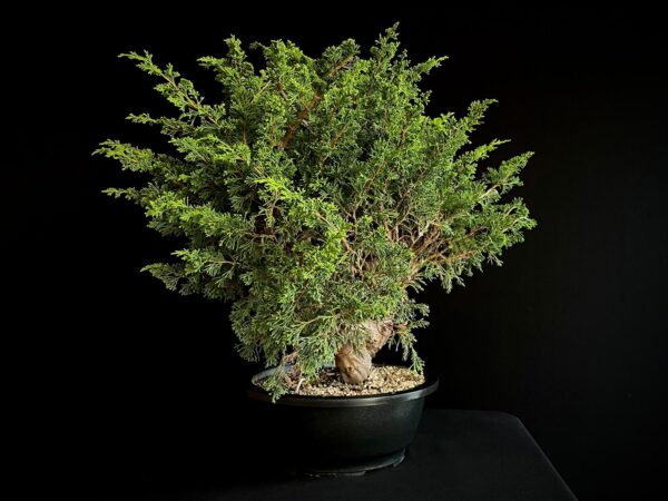 25N-62154 JUNIPERUS CHINENSIS ITOIWAGA