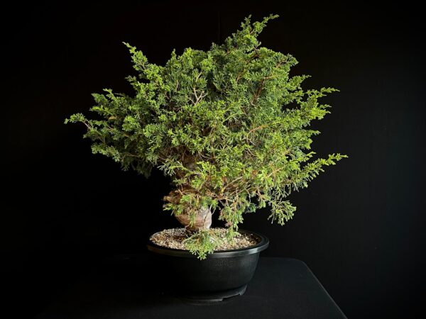 25N-62154 JUNIPERUS CHINENSIS ITOIWAGA