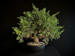 25N-62154 JUNIPERUS CHINENSIS ITOIWAGA