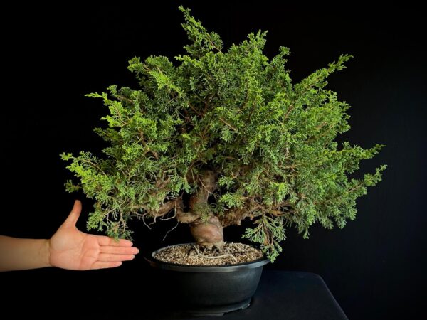 25N-62154 JUNIPERUS CHINENSIS ITOIWAGA