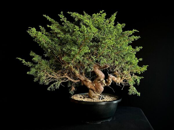 25N-62154 JUNIPERUS CHINENSIS ITOIWAGA