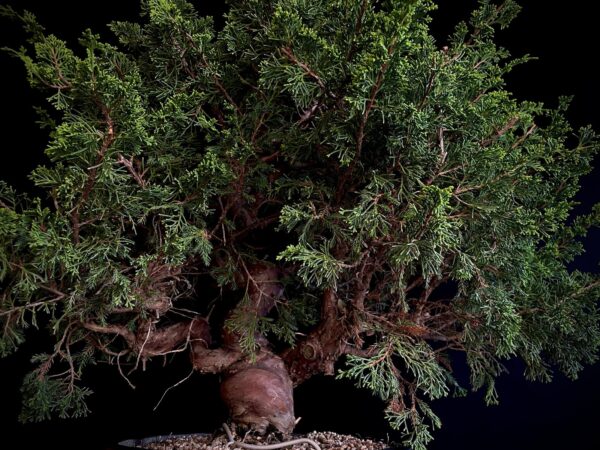 25N-62154 JUNIPERUS CHINENSIS ITOIWAGA